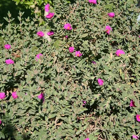 Les Hibiscus *